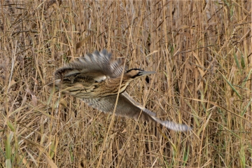 Wildlife Sightings for 24th August 2024